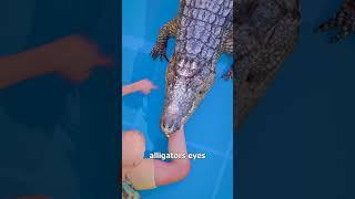 How To Escape An Alligator Death Roll 