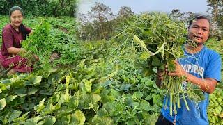 Bahut dino ke baad Green Vegetable | Visiting our Ginger Farm with Wife | Green Chili and Vegetables