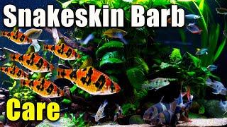 The Ultimate Barb: Snakeskin Barb Species Profile