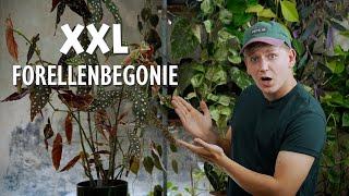 XXL Forellenbegonie  Meine 5 BESTEN Tipps für eine riesige Begonia maculata