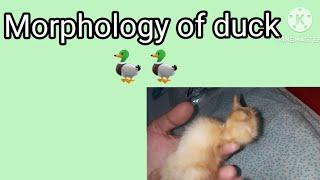 Zoology: Morphology of duck #morphologyOfDuckBaby #duckling #duck #morphology