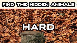 find the hidden animals - can you spot hidden animals | can you find hidden animals | Brain Games 4K