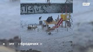 Стая бродячих собак напала на детей в Новокуйбышевске