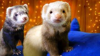 What You Need to Know About Ferrets!