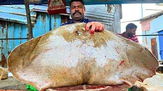 KASIMEDU  SPEED SELVAM | BUTTERFLY  RAY FISH CUTTING VIDEO | IN KASIMEDU | FF CUTTING 