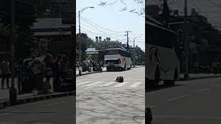 Cows chilling on the road in Pokhara, Nepal