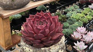 Echeveria Collection and Rare Echeveria Succulent Varieties