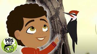 Through the Woods | Rider and the Woodpecker | PBS KIDS