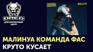 Как научить собаку команде фас/чужой | Малинуа охраняет | Овчарка хватает