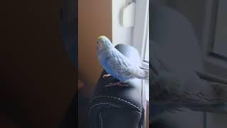 Сладък Вълнист Папагал #fyp #fypシ #budgies