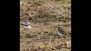 Two Killdeers Standing Around - #shorts