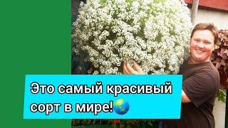 АЛИССУМ СНОУ ПРИНЦЕСС!!!Уход за маточниками!