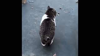 реальный кот #shorts #fyp #meme #tiktok #мемы_тикток #тикток #мемы #рек #приколы #смех #кот #котики