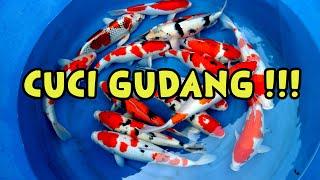 PAKET CUCI GUDANG !!! |Dua Putri Koi | 06-07-2024