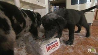 Retriever Pups Aren't Very Good Cooks | Too Cute!