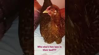 My chicken just wants to LAY in bed 