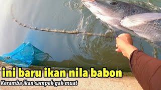 Rekor..!!Mancing Ikan Nila Besar Babon liar Terbanyak