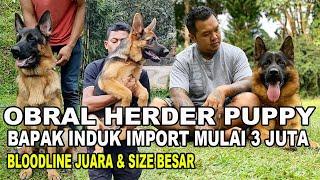 Obral Anak Anjing Herder Bapak Induk Import - MULAI 3 Juta !!!