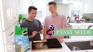 Starting Pansy Seeds | Seed Starting Tips | Gardener in Love