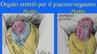 Educazione e l'arte di fare l'amore 6 - Come stimolare clitoride e piccole labbra a tutte le età