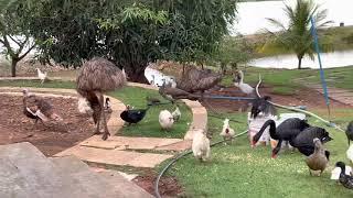 CHARLLES MOSTRA OS ANIMAIS DA CHÁCARA COMÉDIA SELVAGEM - COCÓRICÓ!!!