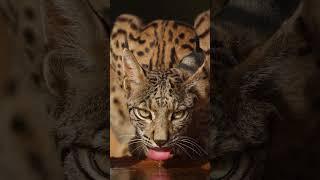 Capturing the rare beauty of the Iberian lynx. #exploretheearth #shorts #housecat #drinkwater #voice