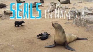 Seals in Cape Cross (Namibia)