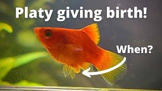 How to tell when Platy will give birth? Amazing Platy birth video!
