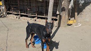 #dobermen dog official vopari #dog #rotwieler #doglover #pets #erupan doberman Rajasthan #doberman