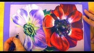 Blumen Zeichnen   Flower Poppies  Drawing with Colored Pencils