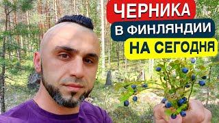 Сезону 2021 быть! Состояние ягоды на юге Финляндии на 13.07.21