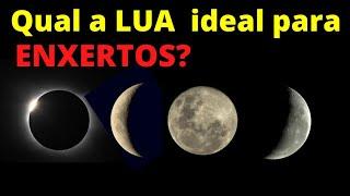 QUAL A MELHOR LUA PARA ENXERTOS!  what is the best moon for grafting?   #luaparafazerenxertos.