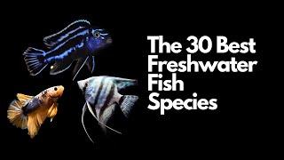 The 30 Best Freshwater Aquarium Fish 