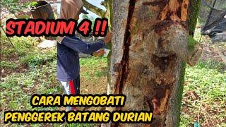 CARA MENGOBATI PENGGEREK BATANG DURIAN‼️ INSYA ALLAH SEMBUH 