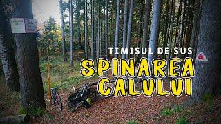 SPINAREA CALULUI din Postăvarul | Timișul de Sus