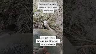 cara mengobati kerbau yg lumpuh