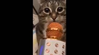 Microphone cat meme