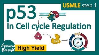 p53 in cell cycle regulation | p53 and cancer | p53 tumor suppressor.