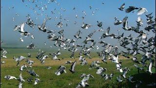 The 5th International Pigeon Race 2023  - National and International Winners of Marseille