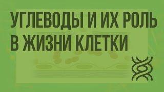 Углеводы и их роль в жизнедеятельности клетки. Видеоурок по биологии 10 класс