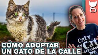 CÓMO ADOPTAR A UN GATO DE LA CALLE  LA GATERÍA TV