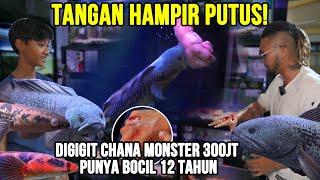 GELO!! TANGAN HAMPIR PUTUS! DIGIGIT CHANA MONSTER 300JT PUNYA BOCIL 12 TAHUN! #KINGOFTHEJUNGLE