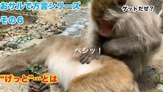 おサルで学ぶ北信濃の方言　　シリーズその⑥　　「げっと」#snowmonkey #地獄谷野猿公苑　#ニホンザル　#長野県　#北信濃　#方言