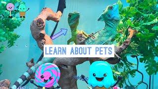 ADVENTURES learn with Lolli And Sweets about Pets.