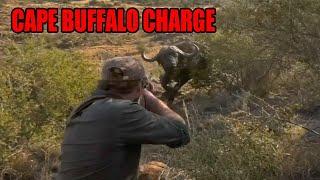 Cape Buffalo Charge At Five Yards