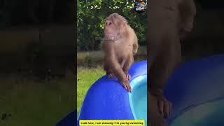 Brave Monkey Bathing In Winter.. || nepali reels #shorts #ytshorts #shortsvideo