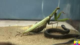 My Praying Mantis Stalking a Snake