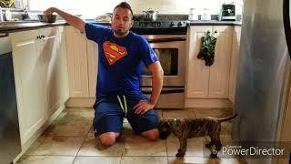 How to teach a Presa puppy Sit, Stand & Down - Shield K9