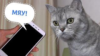 На какой звук прибежит кошка-2. ))) Пранк над кошкой - мяукает телефон! )))