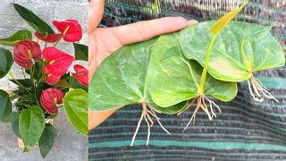 Try growing anthurium leaves in water | anthurium plant